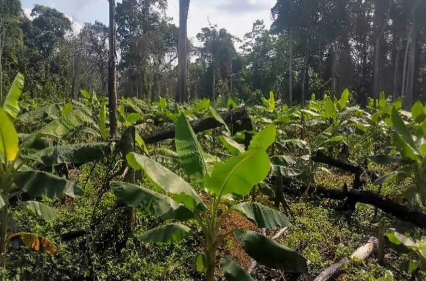  [Gabon] Entreprise/RSE : Olam en soutien aux petits agriculteurs et aux coopératives dans le Woleu-Ntem