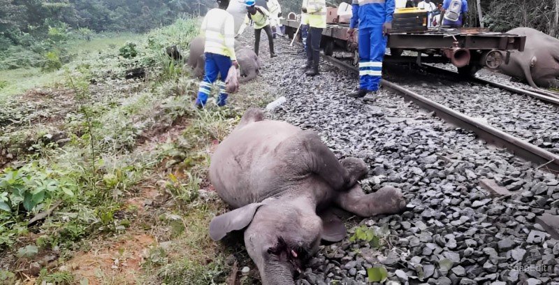  Setrag : quatre éléphants percutés par un train marchandises