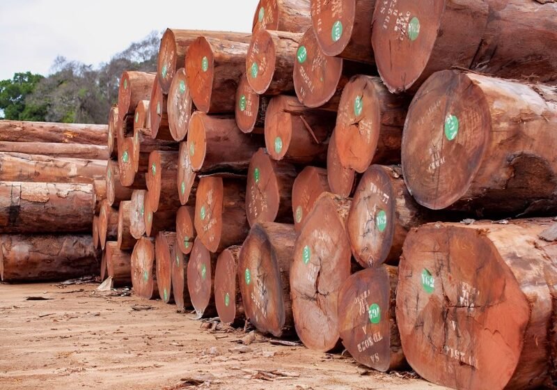  Industrie forestière : le Gabon sur la bonne voie du développement durable