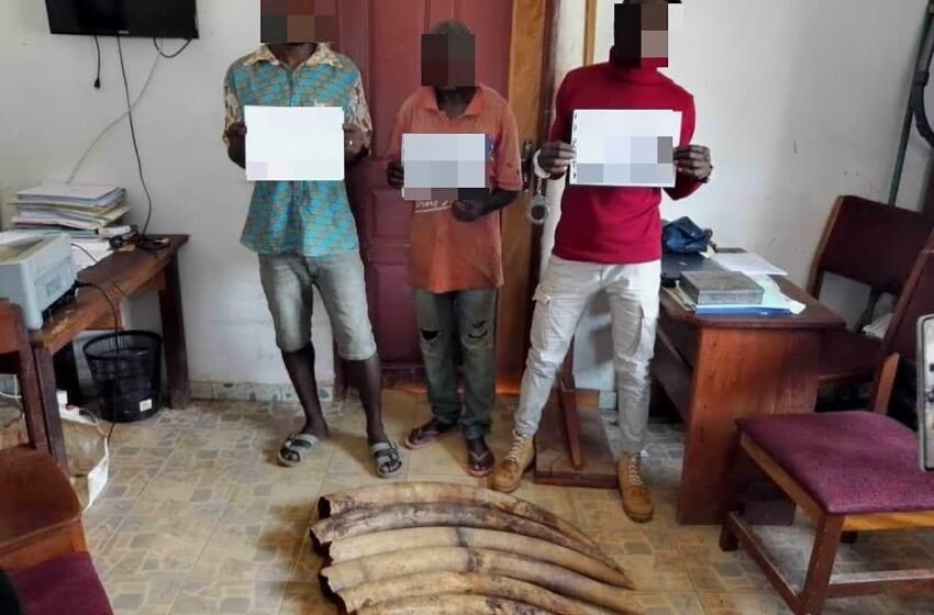  Trois trafiquants d&rsquo;ivoire pris dans les mailles de l&rsquo;antenne de la Police Judiciaire de la Ngounié à Mouila
