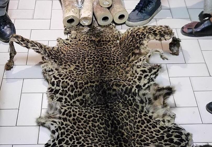  Arrestation de deux présumés trafiquants de faune sauvage