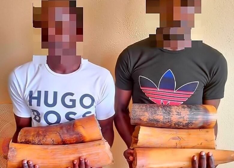  Trois présumés trafiquants d’ivoire interpellés à Lastoursville et Koula-Moutou