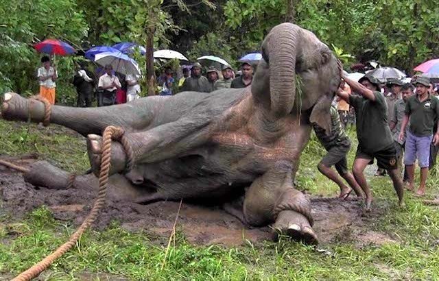 Projet pour le financement sur la stratégie sur le conflit homme-faune