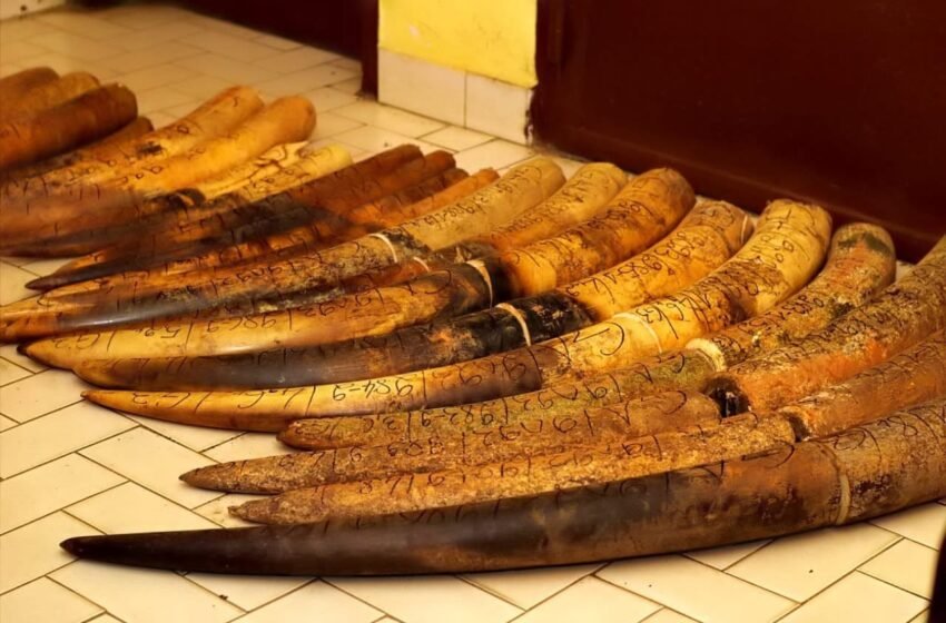  Gabon/environnement : Ouverture d&rsquo;une audience correctionnelle sur des cas de trafic international d&rsquo;ivoire du Gabon vers le Cameroun