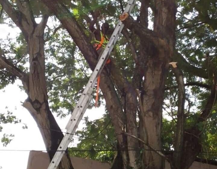  Mairie de Libreville : La coupe des branches d’arbres en débat