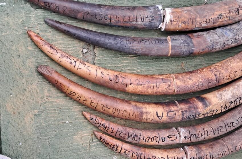  Trois présumés trafiquants d&rsquo;ivoire interpelés à Makokou