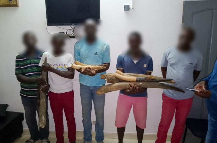  Cinq personnes arrêtées avec neuf pointes d’ivoire à Kango