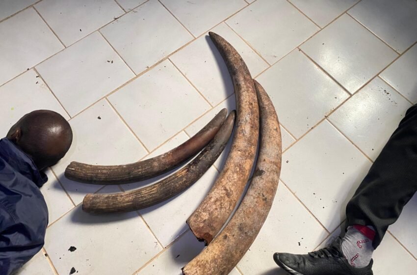  Environnement : Deux personnes interpellées avec quatre pointes d’ivoire à Makokou