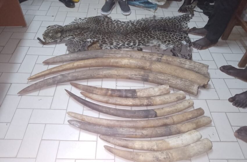  Quatre personnes impliquées dans le trafic de dix défenses d&rsquo;ivoire et une peau de panthère à Lambaréné