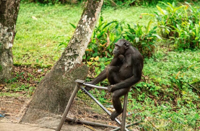  Un nouveau départ pour un chimpanzé sauvé de la captivité