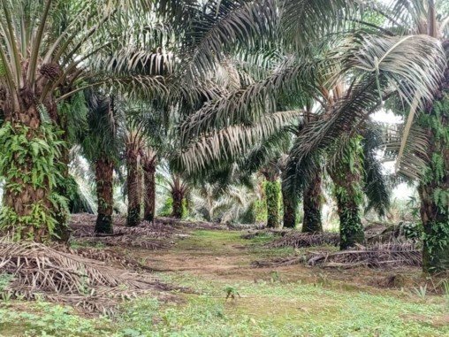  Communiqué/Olam Group Limited maintient ses activités au Gabon