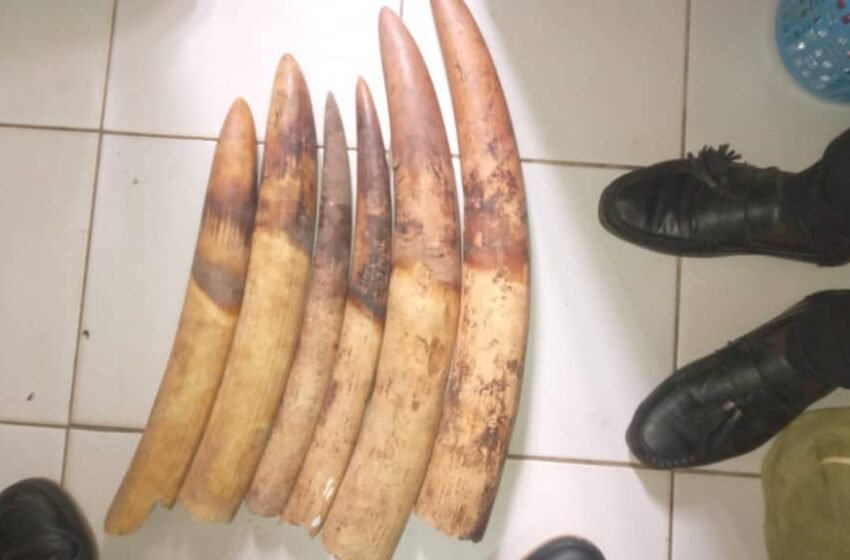  COMMUNIQUÉ DE PRESSE / Trois personnes interpellées avec six pointes d&rsquo;ivoire à Oyem