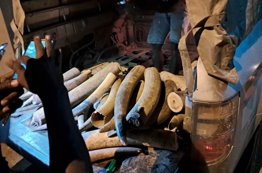  Ibrahim NGANGNI à la barre le 27 juin 2025 pour trafic international d&rsquo;ivoire du Gabon vers le Cameroun