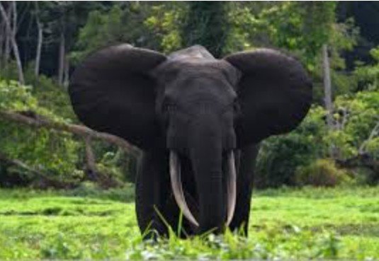  Éléphants : des clôtures électriques mobiles pour apaiser le conflit homme-faune dans le Nord-Est gabonais