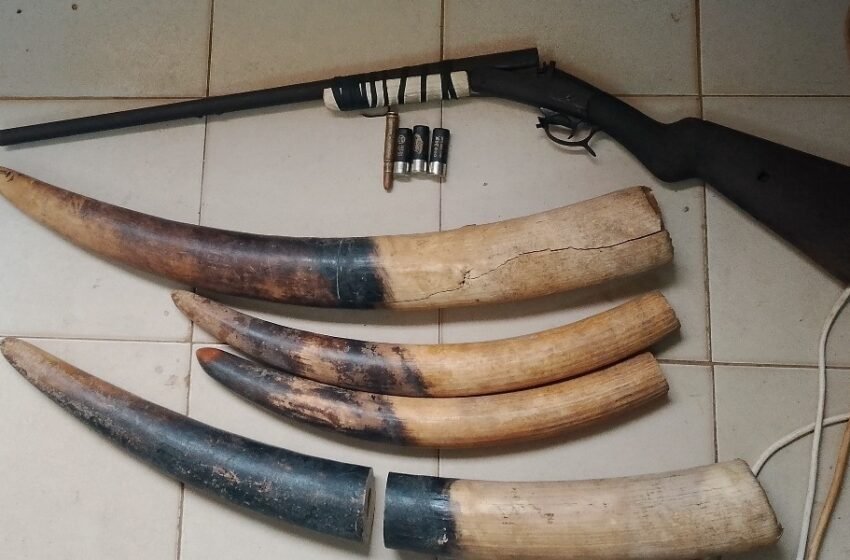  GABON/ENVIRONNEMENT : trois braconniers pris la main dans le sac à Kango